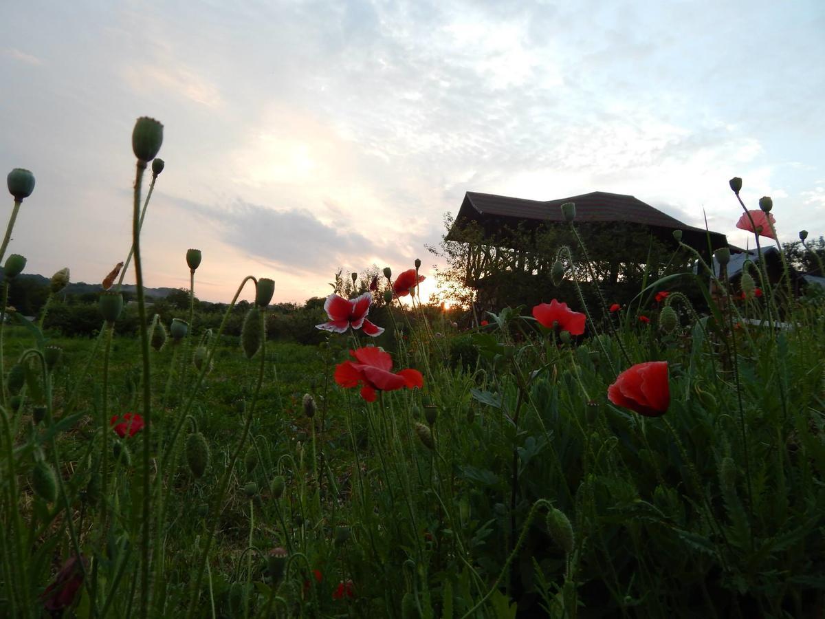 Pensiunea Paradis Borobanesti Exteriér fotografie