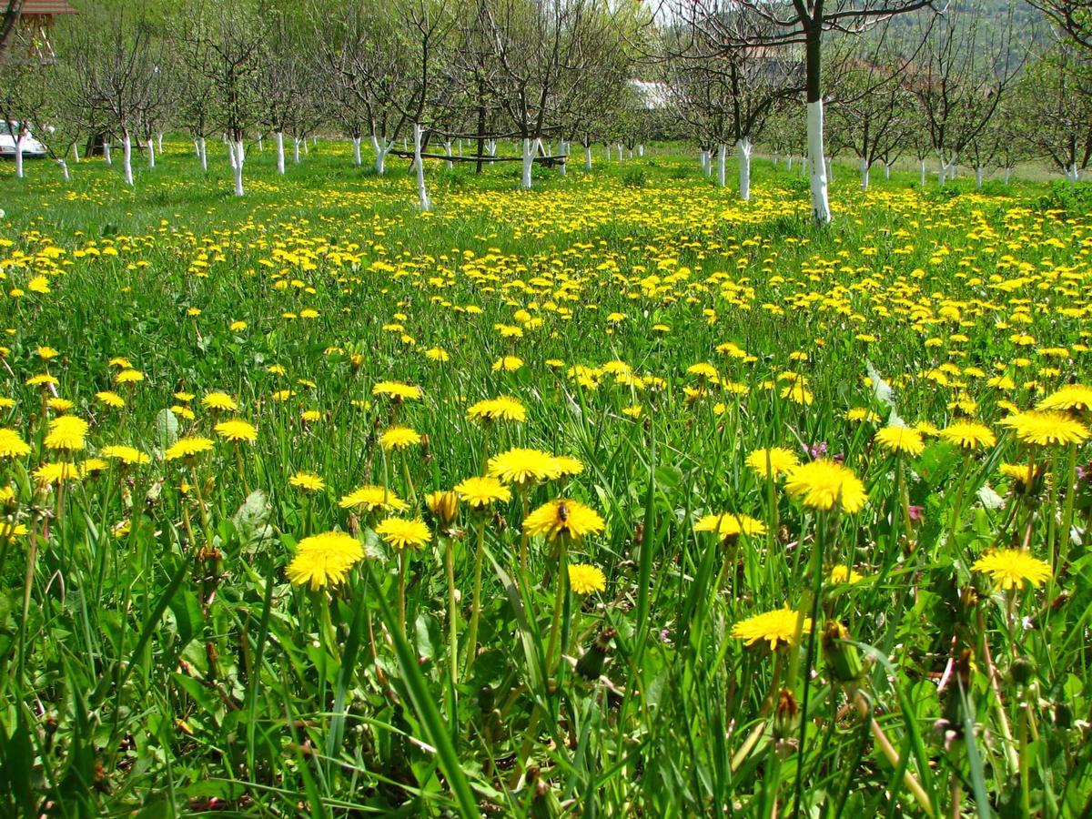 Pensiunea Paradis Borobanesti Exteriér fotografie